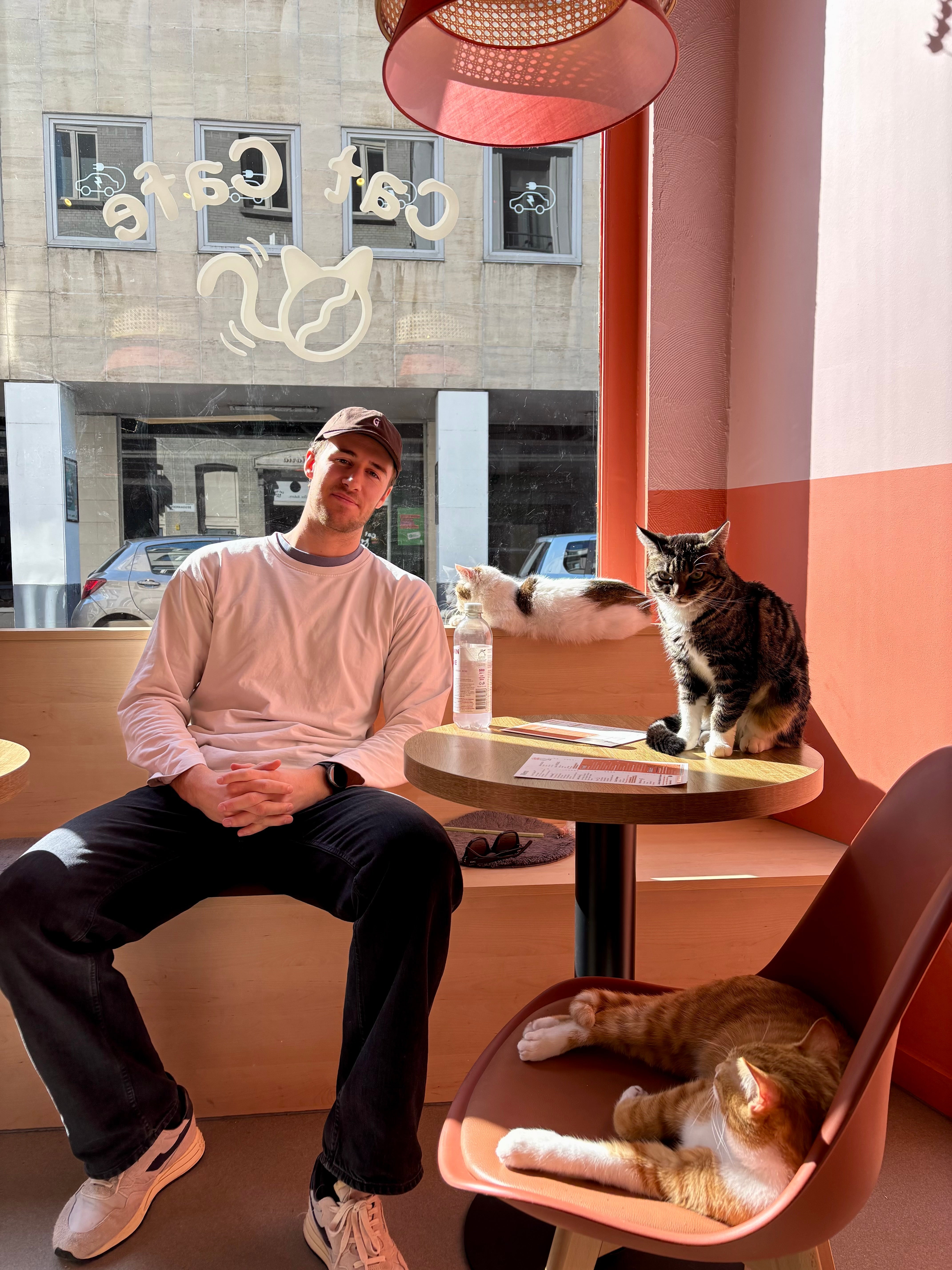 Kattencafé Antwerpen: adoptiekatten, goede koffie en slimme kattenbakken